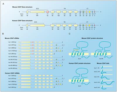 Structural–functional diversity of CD47 proteoforms